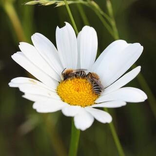 Seidenbienen - Seidenbienen Foto: henry-sonnet/unsplash