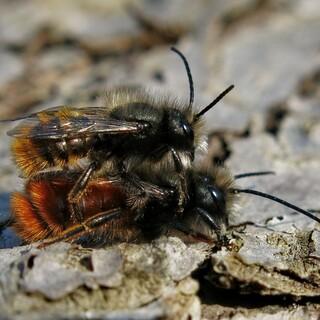 Mauerbienen Paarung - Mauerbienen Paarung  Foto: pixabay/Radfotosonn