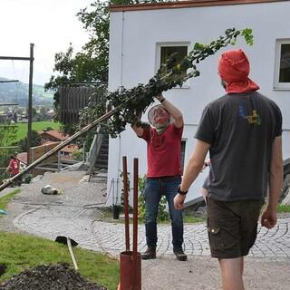 Auch schon größere Bäume werden eingepflanzt, Foto: Jubi/Nico Löder