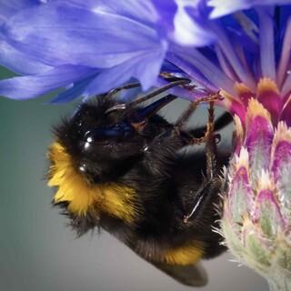 Hummel - Hummel Foto: christian-papaux/unsplash