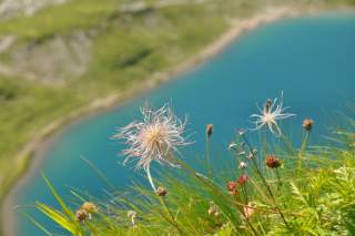 Bergblumen