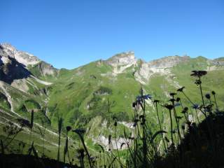 Blumen vor einem Bergmassiv