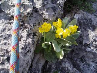Schlüsselblume wächst im Fels, daneben ein Kletterseil